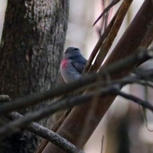 Petroica rosea at Paddys River, ACT - 7 Sep 2017 12:48 PM