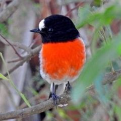 Petroica boodang (Scarlet Robin) at Paddys River, ACT - 24 Apr 2018 by RodDeb