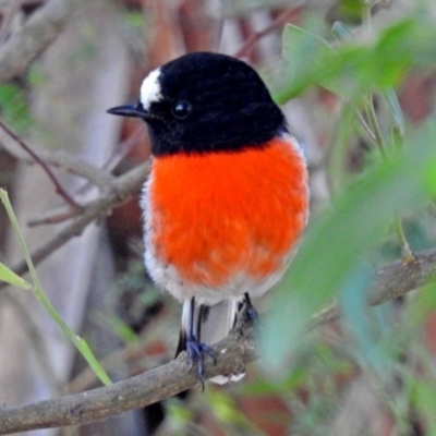 Petroica boodang (Scarlet Robin) at Paddys River, ACT - 24 Apr 2018 by RodDeb