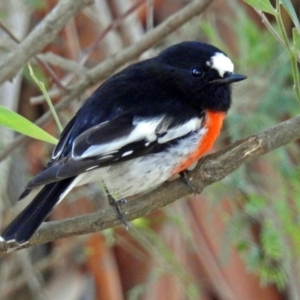 Petroica boodang at Paddys River, ACT - 24 Apr 2018 01:07 PM