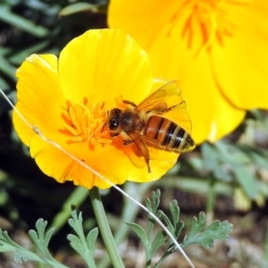 Apis mellifera at Tharwa, ACT - 25 Apr 2018 11:46 AM