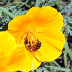 Apis mellifera at Tharwa, ACT - 25 Apr 2018 11:46 AM