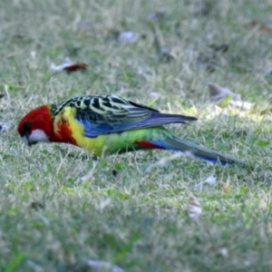 Platycercus eximius at Tharwa, ACT - 25 Apr 2018