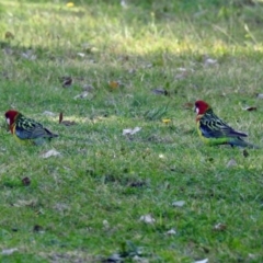 Platycercus eximius at Tharwa, ACT - 25 Apr 2018