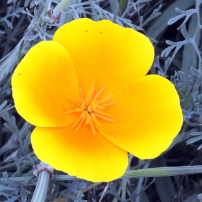 Eschscholzia californica (California Poppy) at Tharwa, ACT - 25 Apr 2018 by RodDeb