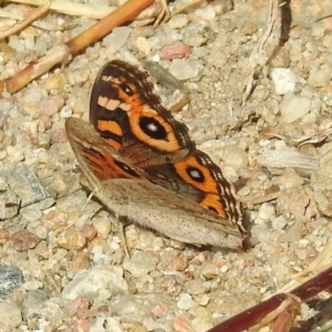 Junonia villida at Tharwa, ACT - 25 Apr 2018