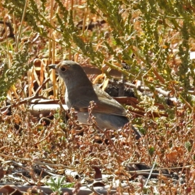 Colluricincla harmonica (Grey Shrikethrush) at Paddys River, ACT - 25 Apr 2018 by RodDeb