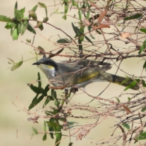 Gavicalis virescens at Macgregor, ACT - 25 Apr 2018