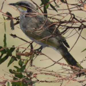 Gavicalis virescens at Macgregor, ACT - 25 Apr 2018