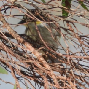 Gavicalis virescens at Macgregor, ACT - 25 Apr 2018