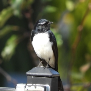 Rhipidura leucophrys at Macgregor, ACT - 24 Apr 2018