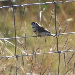 Stizoptera bichenovii (Double-barred Finch) at Macgregor, ACT - 24 Apr 2018 by Christine