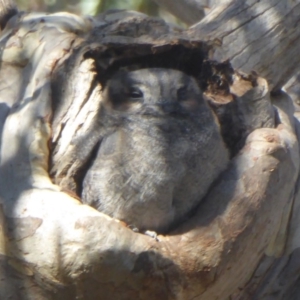 Aegotheles cristatus at Acton, ACT - 24 Apr 2018 12:59 PM