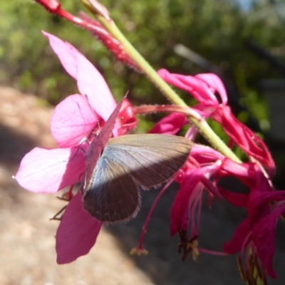 Zizina otis (Common Grass-Blue) at Flynn, ACT - 23 Apr 2018 by Christine