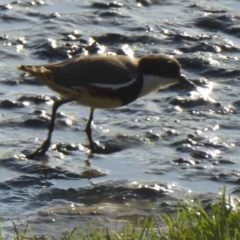 Erythrogonys cinctus (Red-kneed Dotterel) at Fyshwick, ACT - 24 Apr 2018 by Christine