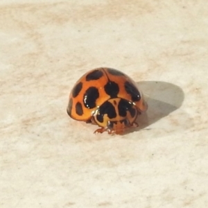 Harmonia conformis at Stromlo, ACT - 26 Apr 2018 02:37 PM