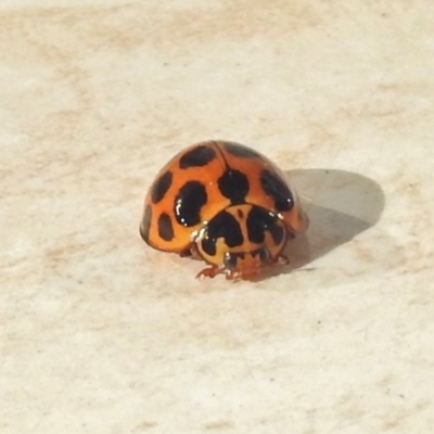 Harmonia conformis (Common Spotted Ladybird) at Stromlo, ACT - 26 Apr 2018 by JohnBundock