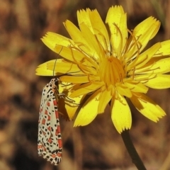 Utetheisa pulchelloides (Heliotrope Moth) at Brindabella, NSW - 26 Apr 2018 by JohnBundock
