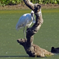 Platalea regia (Royal Spoonbill) at Fyshwick, ACT - 26 Apr 2018 by RodDeb