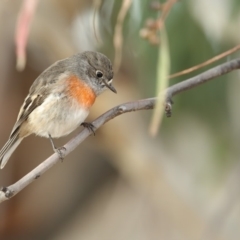 Petroica boodang (Scarlet Robin) at Black Lake & Black Lake TSR (near Bibbenluke) - 24 Apr 2018 by Leo