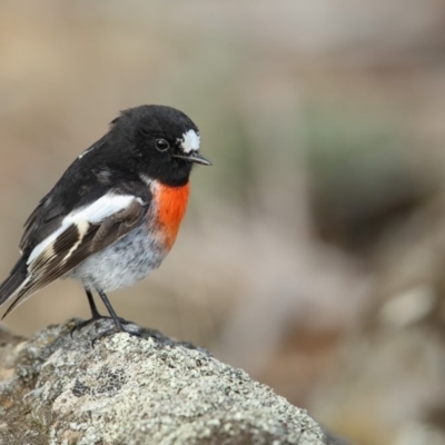 Petroica boodang (Scarlet Robin) at Bibbenluke, NSW - 24 Apr 2018 by Leo