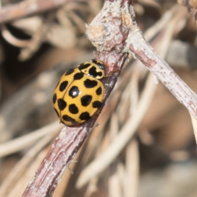 Harmonia conformis (Common Spotted Ladybird) at Higgins, ACT - 24 Apr 2018 by AlisonMilton