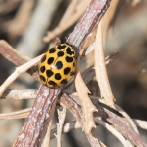 Harmonia conformis at Higgins, ACT - 24 Apr 2018