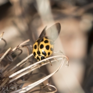 Harmonia conformis at Higgins, ACT - 24 Apr 2018