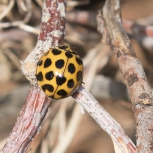 Harmonia conformis at Higgins, ACT - 24 Apr 2018