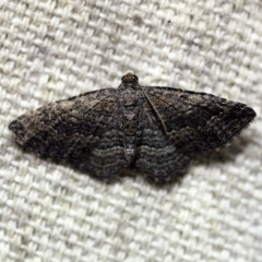 Unplaced squamulata (Scaled Carpet) at O'Connor, ACT - 16 Mar 2018 by ibaird