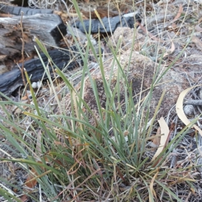 Lomandra sp. (A Matrush) at Isaacs, ACT - 26 Apr 2018 by Mike