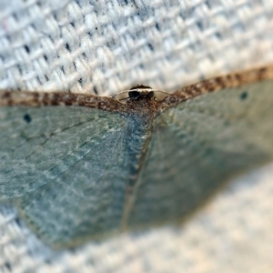 Poecilasthena pulchraria at O'Connor, ACT - 26 Apr 2018