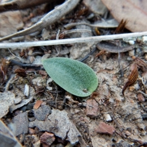 Eriochilus cucullatus at Cook, ACT - suppressed