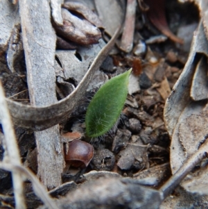 Glossodia major at Cook, ACT - 26 Apr 2018