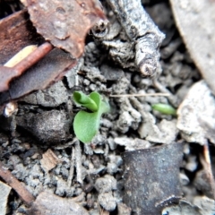 Pterostylis pedunculata (Maroonhood) at Belconnen, ACT - 24 Apr 2018 by CathB