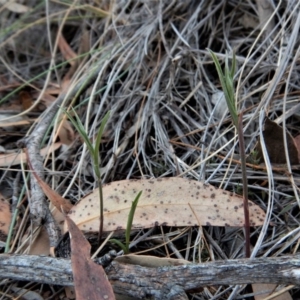 Bunochilus umbrinus (ACT) = Pterostylis umbrina (NSW) at suppressed - suppressed