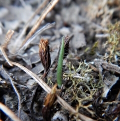 Caladenia atrovespa (Green-comb Spider Orchid) at Cook, ACT - 26 Apr 2018 by CathB