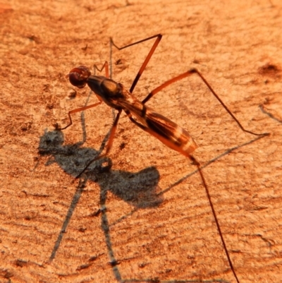 Metopochetus compressus (Stilt fly) at Cook, ACT - 26 Apr 2018 by CathB