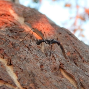 Metopochetus compressus at Cook, ACT - 26 Apr 2018