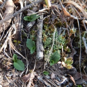 Pterostylis nutans at Aranda, ACT - suppressed