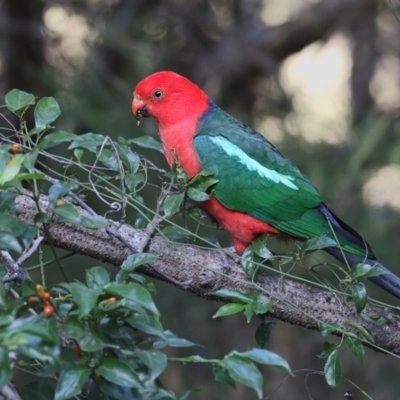 Alisterus scapularis (Australian King-Parrot) at Bournda, NSW - 27 Apr 2018 by Leo