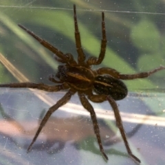 Lycosidae (family) (Wolf spider) at Majura, ACT - 27 Apr 2018 by jb2602