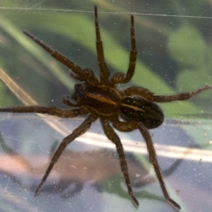 Lycosidae (family) at Majura, ACT - 27 Apr 2018 12:50 PM