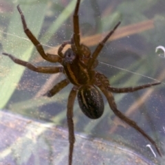 Lycosidae (family) at Majura, ACT - 27 Apr 2018 12:50 PM