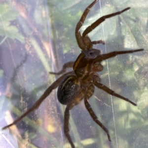 Lycosidae (family) at Majura, ACT - 27 Apr 2018 12:50 PM