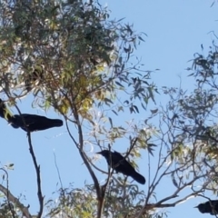 Corvus coronoides (Australian Raven) at Wanniassa Hill - 27 Apr 2018 by Mike
