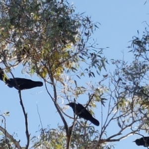 Corvus coronoides at Wanniassa Hill - 27 Apr 2018