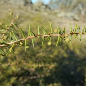 Acacia ulicifolia at Wanniassa Hill - 27 Apr 2018