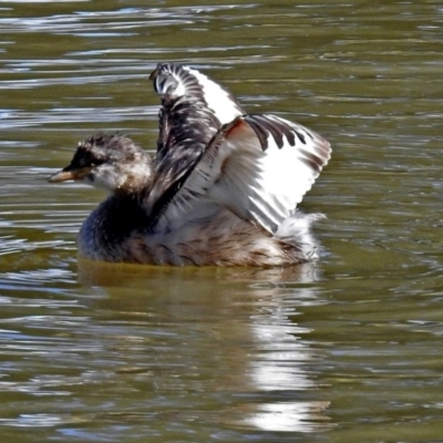 Tachybaptus novaehollandiae (Australasian Grebe) at Bonython, ACT - 27 Apr 2018 by RodDeb