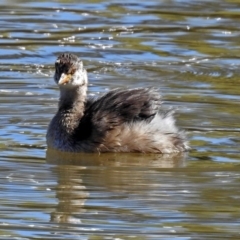 Tachybaptus novaehollandiae at Bonython, ACT - 27 Apr 2018